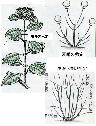 アジサイの花が咲かないのですが どの様にしたら咲きますか あさひかわの公園 公益財団法人旭川市公園緑地協会