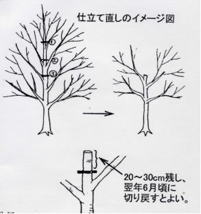 大きくなったサクランボの木を小さく仕立て直したいのですが どのようにしたらよいですか あさひかわの公園 公益財団法人旭川市公園緑地協会