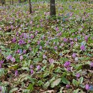 カタクリの群落