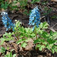 エゾエンゴサク