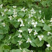 オオバナノエンレイソウ