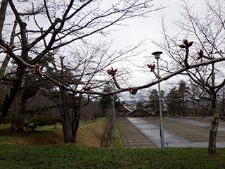 2025_4_21asahiyama001.jpg