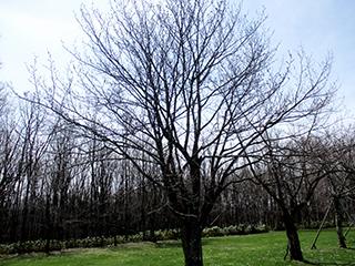 2025_4_23syunkoudai002.jpg