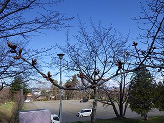 2025_4_28asahiyama001.jpg