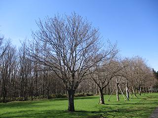 2025_4_28syunkoudai002.jpg