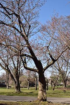 2025_4_28tokiwa003.jpg