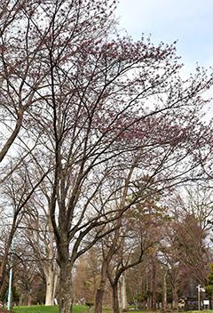 2025_4_30tokiwa002.jpg