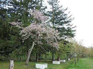 2025_5_13asahiyama003.jpg