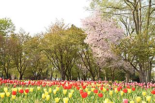 2025_5_13tokiwa002.jpg