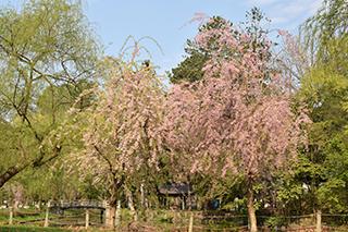2025_5_13tokiwa004.jpg