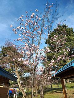 2025_5_2asahiyama005.jpg