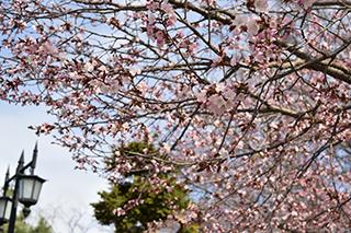 2025_5_2tokiwa004.jpg