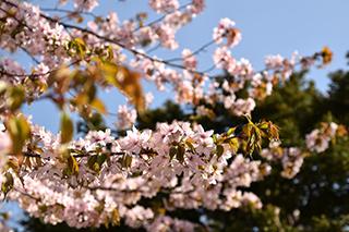 2025_5_7tokiwa004.jpg