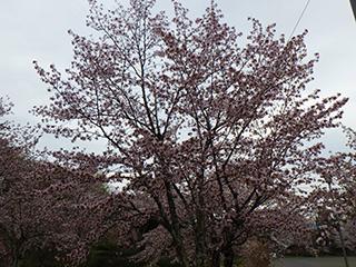 2025_5_9asahiyama003.jpg