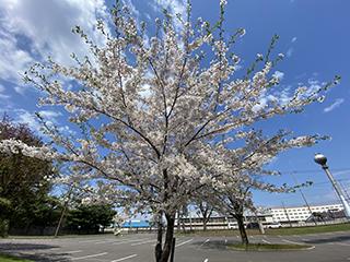 2025_5_9hanasaki001.jpg