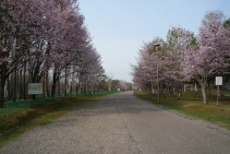 syunkoudai_2015_05_01