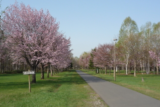 sakura_syunkoudai_2015_05_02