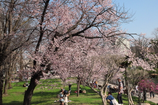 sakura_tokiwa_2015_04_29