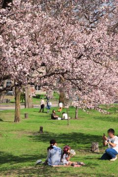 sakura_tokiwa_2015_04_29