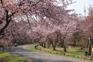 sakura_asahiyama_2015_05_01