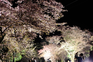 sakura_asahiyama_2015_05_02