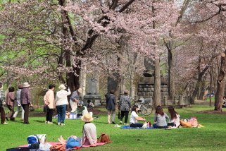 sakura_kaguraoka_2015_05_01