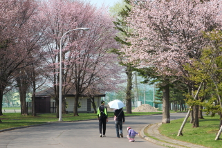 sakura_hanasaki_2015_04_29