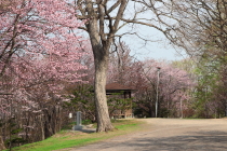 asahiyama_2015_05_01_0422_210px.JPG
