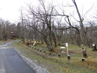 asahiyama_2016_0430_002.jpg