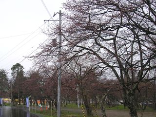 asahiyama_2016_0504_003.jpg