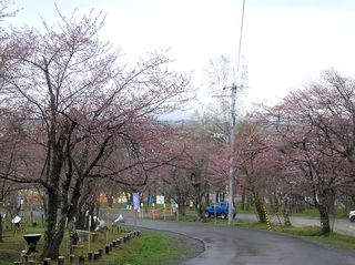 asahiyama_2016_0505_001.jpg