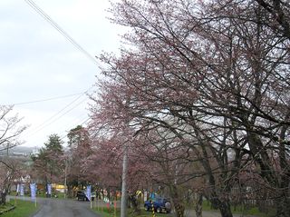asahiyama_2016_0505_002.jpg