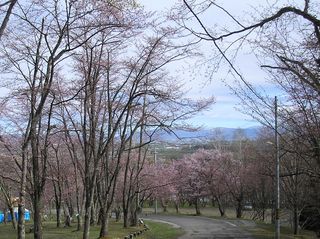 asahiyama_2016_0506_001.jpg