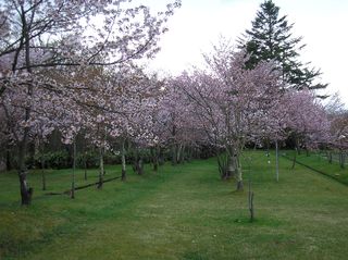 asahiyama_2016_0507_004.jpg