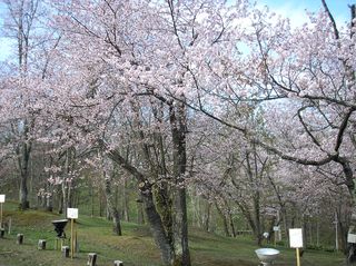 asahiyama_2016_0509_004.jpg