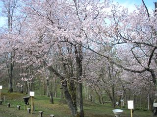 asahiyama_2016_0509_004.jpg