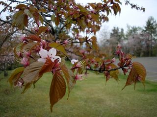 asahiyama_2016_0511_005.jpg