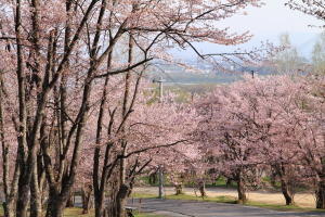 asahiyama_2016_05_09_300px_0503up.JPG