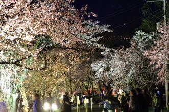 asahiyama_2017_05_07_full_bloom330_02px.JPG