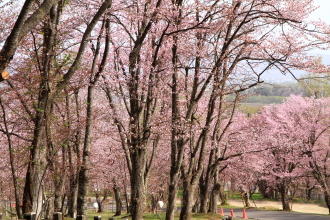 asahiyama_2017_05_07_full_bloom330px.JPG