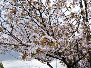 asahiyama_2018_05_05_002.jpg