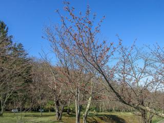 asahiyama_2022_04_25_002.jpg