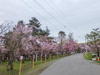 asahiyama_2024_04_28_004.jpg
