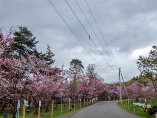 asahiyama_2024_04_30_001.jpg