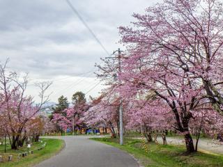 asahiyama_2024_04_30_002.jpg