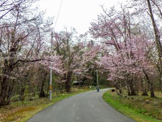 asahiyama_2024_04_30_004.jpg