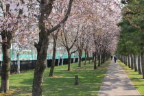 hanasaki_2015_04_29_210px.JPG