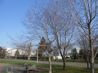 hanasaki_2016_0425_004.jpg