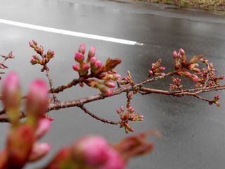 hanasaki_2016_0429_004.jpg