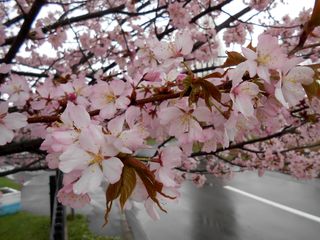 hanasaki_2016_0504_004.jpg